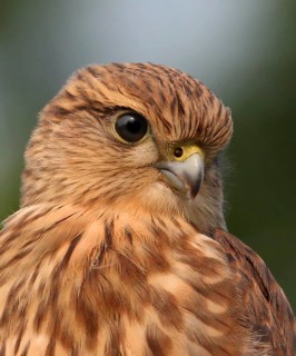 A Merlin, Falco columbarius, in Saskatoon, Saskatchewan, Canada