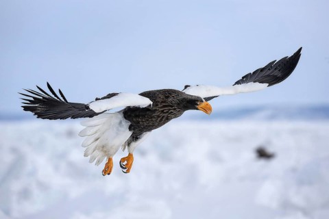 Steller's Sea Eagle (Haliaeetus pelagicus) flying, Hokkaido, Japan