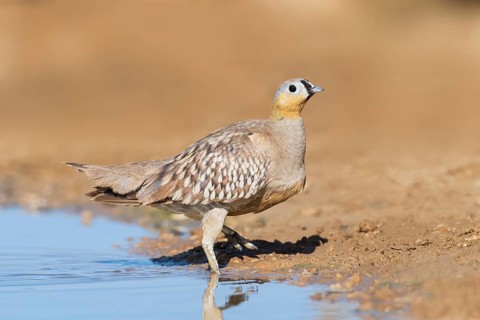 Crowned Sandgrouse (Pterocles coronatus) male, Negev, Israel