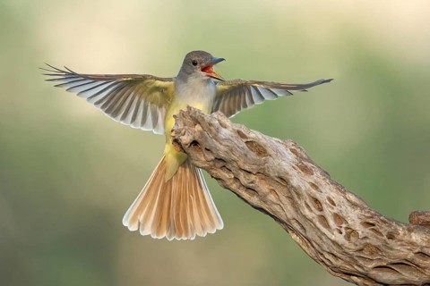 Brown-crested Flycatcher (Myiarchus tyrannulus) calling, Arizona, USA