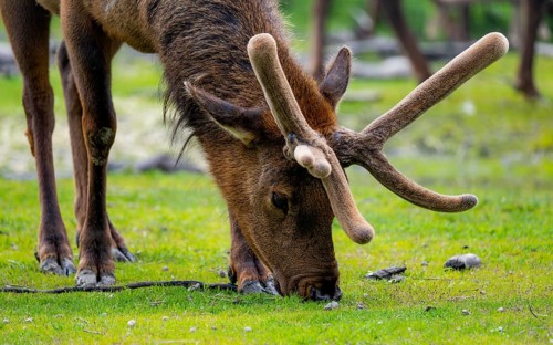 Wapiti (Cervus canadensis) grazing, Alaska, USA