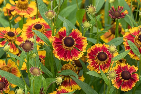 Sunflower (Helenium 'Biedermeier'), RHS Garden Bridgewater, Great Britain