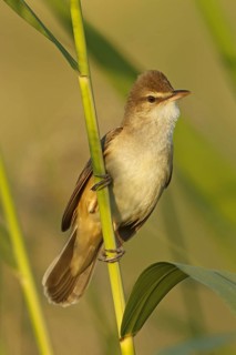 Great Reed Warbler (Acrocephalus arundinaceus) male, Sanliurfa, Turkey