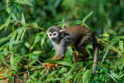 A Central American squirrel monkey (Saimiri oerstedii) looks for food in a green bush. Costa Rica,