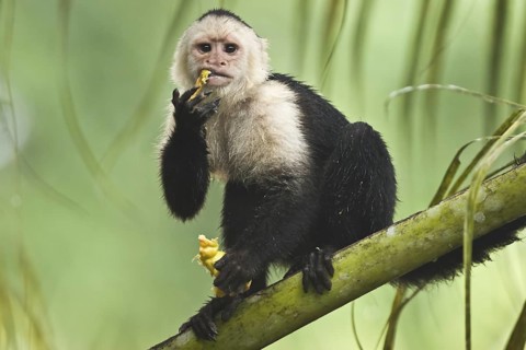 White-faced capuchin monkey (Cebus capucinus) eating cashew fruit, Costa Rica
