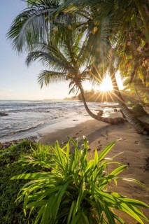 Sea and Caribbean sandy beach with palm trees at sunrise, sun star, Caribbean coast, Playa Negra,