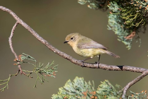 Yellow Thornbill (Acanthiza nana), New South Wales, Australia