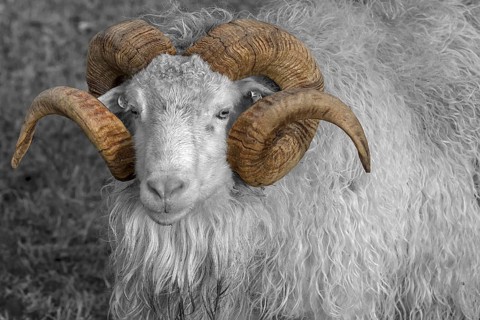 Portrait of a male moorland snook with horn (Ovis aries), black and white, Rehna,