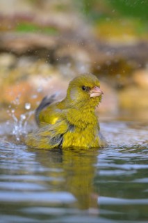 Greenfinch (Chloris chloris), male bathing, biosphere reserve, Swabian Alb, Baden-Württemberg,