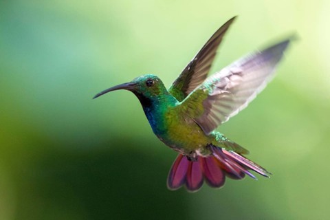 Green-breasted Mango (Anthracothorax prevostii) male flying, Peten, Guatemala