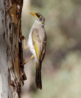 Yellow-throated Miner (Manorina flavigula) perched on a tree, Northern Territory, Australia