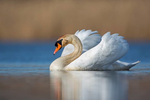 Mute Swan (Cygnus olor) male, Saxony-Anhalt, Germany