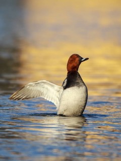 Common Pochard (Aythya ferina) male flapping wings, Austria