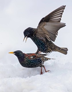 Starling (Sturnus vulgaris), close-up, two adult birds attacking each other in an aggressive
