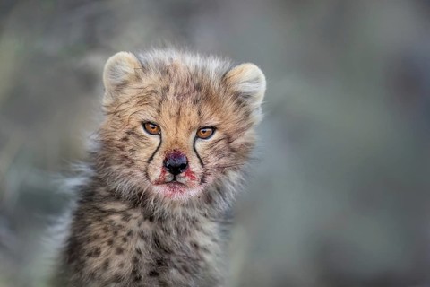 Cheetah (Acinonyx jubatus) cub with blood-smeared face close-up, Philippolis, South Africa