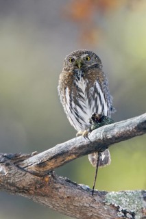 Mountain Pygmy Owl Glaucidium gnoma Huachuca Mountains, Cochise County, Arizona, United States 4