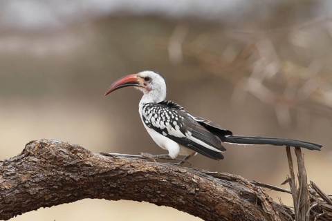 Northern Red-billed Hornbill (Tockus erythrorhynchus), Lake Baringo, Kenya