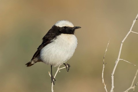 Mourning Wheatear (Oenanthe lugens) male, Eilat, Israel