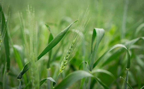 A detailed view of young wheat plants in a field, showing the delicate details of the leaves and