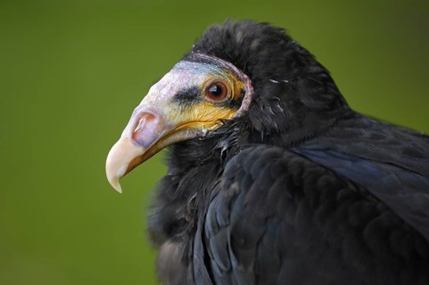 Kleiner Gelbkopfgeier (Cathartes burrovianus) Portrait, captive, Heimat: Mittel- und Südamerika,
