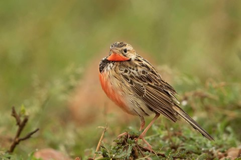 Rosy-throated Longclaw (Macronyx ameliae) male perched on the ground, Masai Mara, Kenya