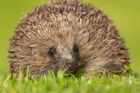 European hedgehog (Erinaceus europaeus) adult animal on a garden grass lawn in the spring, England,