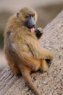 A baboon sits playfully on a tree trunk and sticks out its tongue, Guinea baboon (Papio papio),