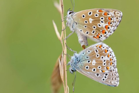 Adonis blue, (Polyommatus bellargus), butterfly, macro, insect, pair, mating, copula, Kaiserstuhl,