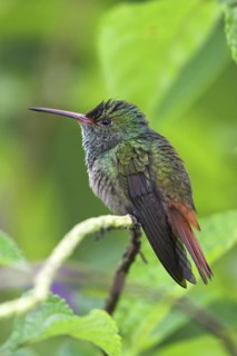 Rufous-tailed Hummingbird (Amazilia tzacatl), Costa Rica