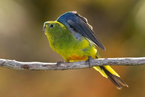 Orange-bellied Parrot (Neophema chrysogaster) female perched on a branch, Tasmania, Australia