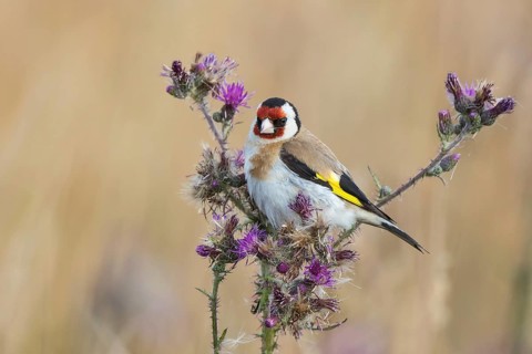 European Goldfinch (Carduelis carduelis) perched on a thistle, North Rhine-Westphalia, Germany