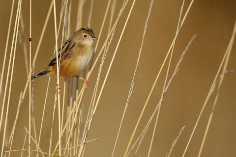Zitting Cisticola (Cisticola juncidis) perched in reeds, Andalusia, Spain