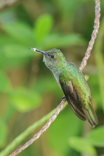 Scaly-breasted Hummingbird (Phaeochroa cuvierii) perched on a branch in Costa Rica
