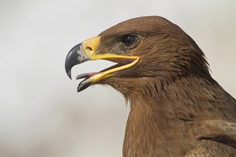Steppe Eagle (Aquila nipalensis), Oman