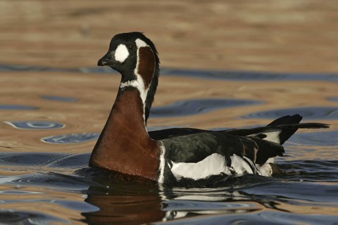 Red-breasted Goose (Branta ruficollis), New Mexico, USA