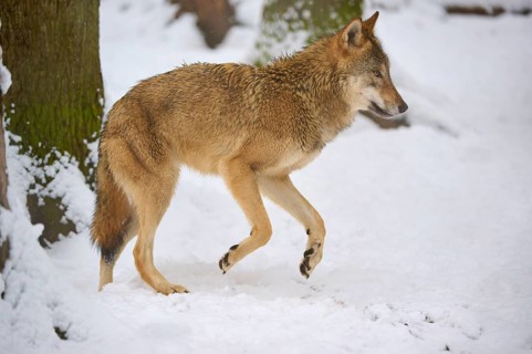 A wolf moves through the snowy forest, Winter, Wolf (Canis lupus), Germany