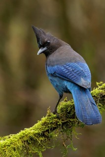 A Steller's Jay (Cyanocitta stelleri) perches on a mossy branch in Victoria, British Columbia,