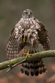 Havik, northern goshawk, Accipiter gentilis