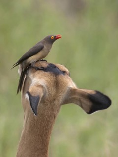 Red-billed Oxpecker (Buphagus erythrorynchus), Kruger National Park, South Africa