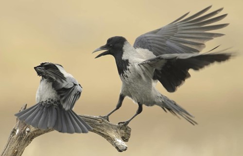 Hooded Crow (Corvus cornix), Mecklenburg-Western Pomerania, Germany