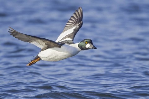 Common Goldeneye (Bucephala clangula) male flying, British Columbia, Canada