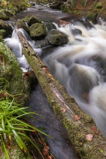 Kleine Ohe creek below Waldhaeuser village in the Bavarian Forest Nationalpark. Flowing water and
