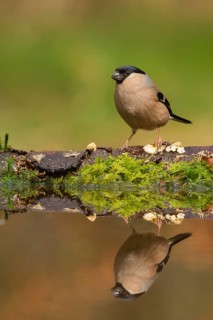 Eurasian Bullfinch (Pyrrhula pyrrhula) female, Utrecht, Netherlands