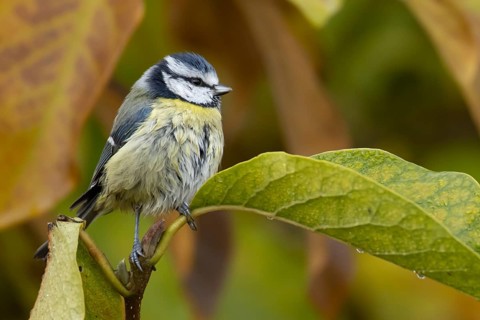 Blue tit (Cyanistes caeruleus) adult garden bird in a Magnolia tree with autumn colour leaves,