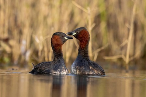 Little Grebe (Tachybaptus ruficollis) pair, North Rhine-Westphalia, Germany
