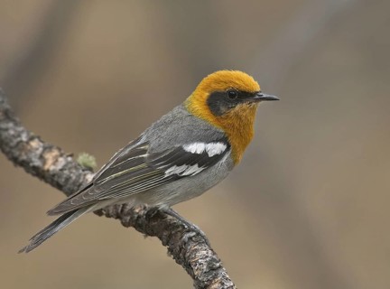 Olive Warbler (Peucedramus taeniatus) male, New Mexico, USA