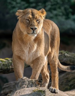 Asiatic Lion (Panthera leo persica), female standing on a tree trunk and looking attentively,