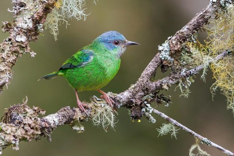 Blue Dacnis (Dacnis cayana) perched on a branch in the Atlantic rainforest of southeast Brazil