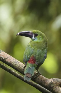 Crimson-rumped Toucanet (Aulacorhynchus haematopygus), Ecuador