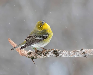 Pine Warbler (Setophaga pinus) male, Saskatchewan, Canada